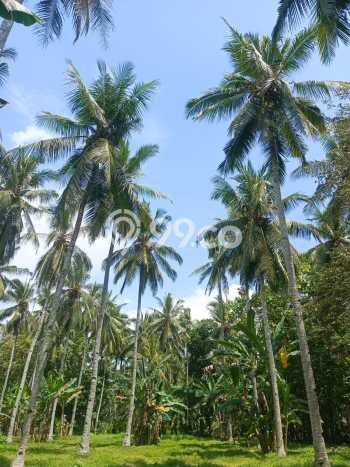 Untuk Dijual Tanah di Kabat Banyuwangi Luas 30000m2 SHM Untuk Dijual Tanah di Kabat Banyuwangi Luas 30000m2 SHM