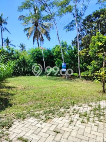 Kavling Tanah di Kalipuro Dijual Luas 176m2 Legalitas SHM Kavling Tanah di Kalipuro Dijual Luas 176m2 Legalitas SHM