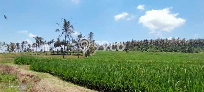 Tanah Komersial Dijual di Licin Banyuwangi 230000m2 Tanah Komersial Dijual di Licin Banyuwangi 230000m2