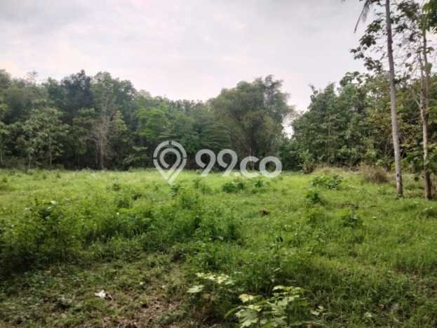 Jual Rumah Harga Miring Kasihan Punya 2 KT & LT 91m2 Jual Rumah Harga Miring Kasihan Punya 2 KT & LT 91m2