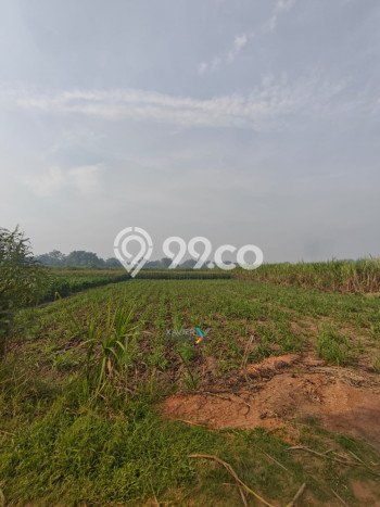 Tanah Kavling untuk Dijual di Trowulan Mojokerto 5130m2 Tanah Kavling untuk Dijual di Trowulan Mojokerto 5130m2