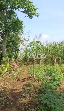 Tanah Dijual Lokasi Singosari, Malang Luas 865m2 Legalitas Aman Tanah Dijual Lokasi Singosari, Malang Luas 865m2 Legalitas Aman
