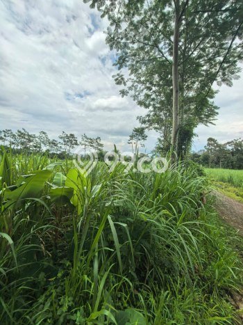 Lahan Kosong Dijual di Malang dengan Area 1641m2 Lahan Kosong Dijual di Malang dengan Area 1641m2