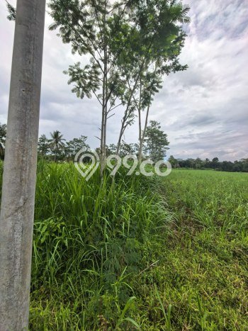 Lahan Kosong Dijual di Malang dengan Area 1641m2 Lahan Kosong Dijual di Malang dengan Area 1641m2