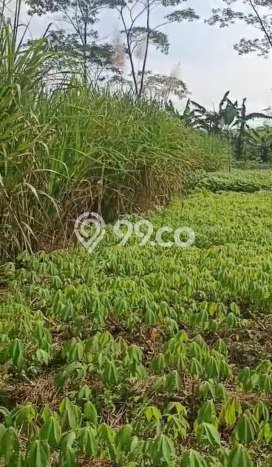 Tanah Dijual Lokasi Singosari, Malang Luas 865m2 Legalitas Aman Tanah Dijual Lokasi Singosari, Malang Luas 865m2 Legalitas Aman