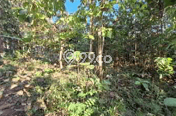 Lahan untuk Dijual Lokasi Kalibawang, Kulon Progo Luas 541m2 SHM Lahan untuk Dijual Lokasi Kalibawang, Kulon Progo Luas 541m2 SHM