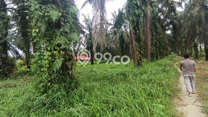 Untuk Dijual Tanah di Pekanbaru Kota Pekanbaru Luas 18m2 SHM Untuk Dijual Tanah di Pekanbaru Kota Pekanbaru Luas 18m2 SHM