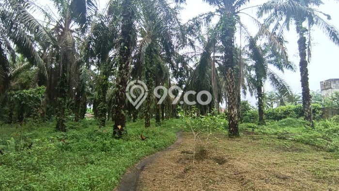 Untuk Dijual Tanah di Pekanbaru Kota Pekanbaru Luas 18m2 SHM Untuk Dijual Tanah di Pekanbaru Kota Pekanbaru Luas 18m2 SHM