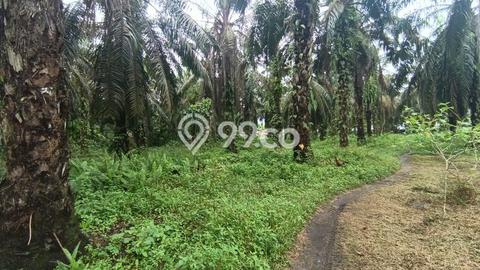 Untuk Dijual Tanah di Pekanbaru Kota Pekanbaru Luas 18m2 SHM Untuk Dijual Tanah di Pekanbaru Kota Pekanbaru Luas 18m2 SHM