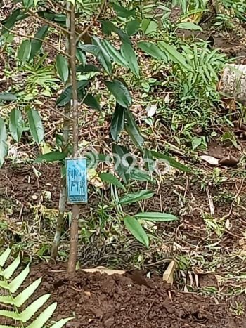 Dijual Tanah di Negara Jembrana Luas 10000m2 - Dijual Tanah di Negara Jembrana Luas 10000m2 -