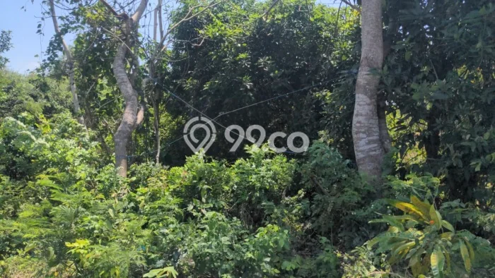 Jarang Ada! Tanah Kavling Disewakan di Badung 930m2 Jarang Ada! Tanah Kavling Disewakan di Badung 930m2