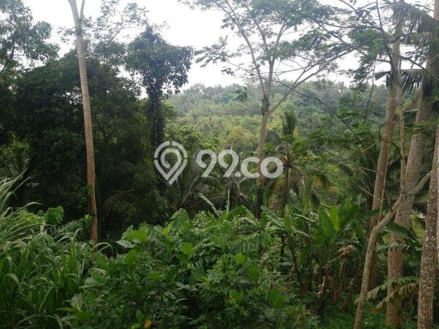 Tanah di Ubud, Gianyar Luas 8000m2 Dijual Segera Tanah di Ubud, Gianyar Luas 8000m2 Dijual Segera