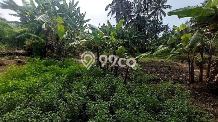 Kavling Tanah untuk Dijual di Kedungu, Tabanan, Luas 3200m2 Kavling Tanah untuk Dijual di Kedungu, Tabanan, Luas 3200m2