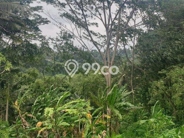 Tanah di Ubud, Gianyar Luas 8000m2 Dijual Segera Tanah di Ubud, Gianyar Luas 8000m2 Dijual Segera