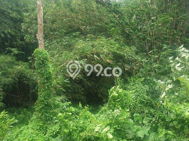 Tanah di Ubud, Gianyar Luas 8000m2 Dijual Segera Tanah di Ubud, Gianyar Luas 8000m2 Dijual Segera
