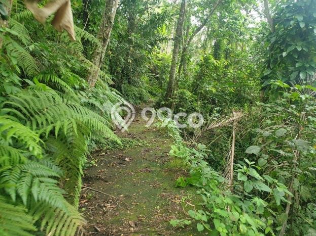 Tanah di Ubud, Gianyar Luas 8000m2 Dijual Segera Tanah di Ubud, Gianyar Luas 8000m2 Dijual Segera