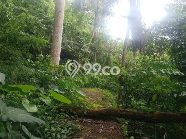 Tanah di Ubud, Gianyar Luas 8000m2 Dijual Segera Tanah di Ubud, Gianyar Luas 8000m2 Dijual Segera