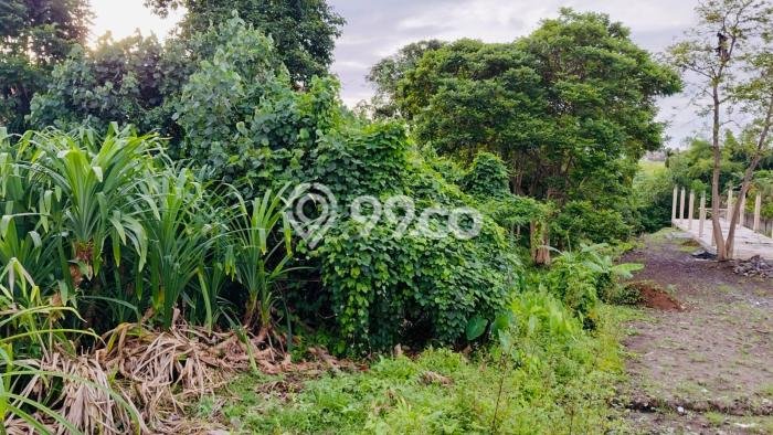 Tanah Investasi Dijual di Badung Punya Luas 1500m2 Tanah Investasi Dijual di Badung Punya Luas 1500m2