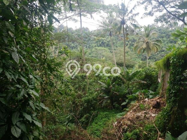 Tanah di Ubud, Gianyar Luas 8000m2 Dijual Segera Tanah di Ubud, Gianyar Luas 8000m2 Dijual Segera
