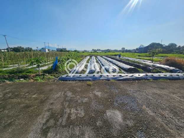 Tanah Kosong Dijual di Tabanan dengan Area 500m2 Tanah Kosong Dijual di Tabanan dengan Area 500m2