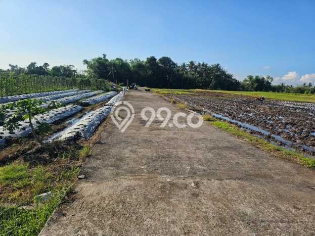 Tanah Kosong Dijual di Tabanan dengan Area 500m2 Tanah Kosong Dijual di Tabanan dengan Area 500m2