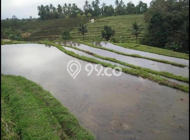 Tanah Dijual Lokasi Penebel, Tabanan dengan Luas Tanah 8720m2 dan Status SHM Tanah Dijual Lokasi Penebel, Tabanan dengan Luas Tanah 8720m2 dan Status SHM