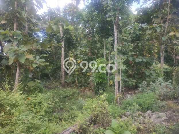 Kavling Tanah Dijual di Sedayu Bantul Spesifikasi 646m2 Kavling Tanah Dijual di Sedayu Bantul Spesifikasi 646m2