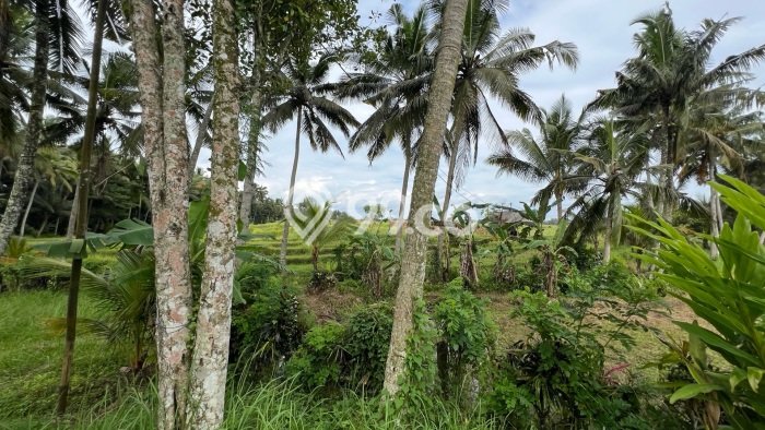 Lahan Kosong Dijual di Tabanan dengan Area 1200m2 Lahan Kosong Dijual di Tabanan dengan Area 1200m2