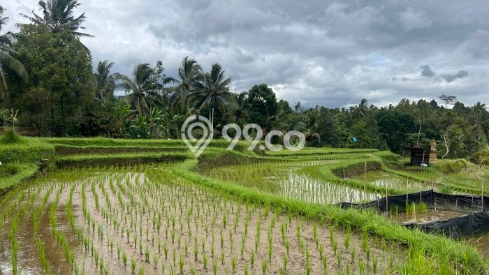 Lahan Kosong Dijual di Tabanan dengan Area 500m2 Lahan Kosong Dijual di Tabanan dengan Area 500m2