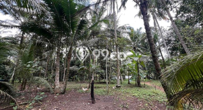 Jarang Ada! Tanah di Selemadeg Punya Luas 4990m2 SHM Jarang Ada! Tanah di Selemadeg Punya Luas 4990m2 SHM