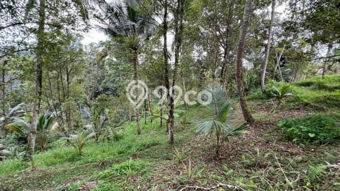 Kavling Tanah Dijual di Selemadeg Tabanan Spesifikasi 3900m2 Kavling Tanah Dijual di Selemadeg Tabanan Spesifikasi 3900m2