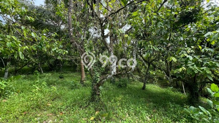 Tanah Dijual Lokasi Selemadeg, Tabanan Luas 7100m2 Legalitas Aman Tanah Dijual Lokasi Selemadeg, Tabanan Luas 7100m2 Legalitas Aman