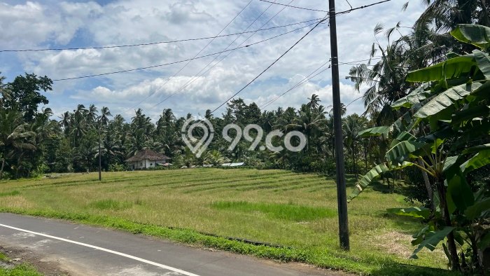 Kavling Tanah di Selemadeg Dijual Luas 300m2 Legalitas SHM Kavling Tanah di Selemadeg Dijual Luas 300m2 Legalitas SHM