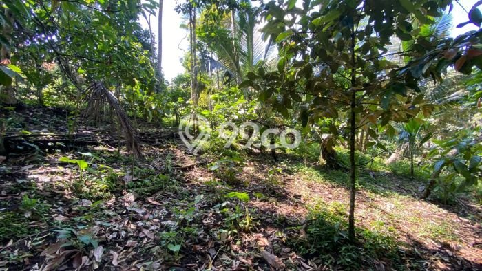 Lahan untuk Dijual di Selemadeg Tabanan Luas 2880m2 Lahan untuk Dijual di Selemadeg Tabanan Luas 2880m2