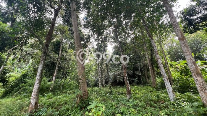 Kavling Tanah Dijual di Kerambitan Tabanan Spesifikasi 1200m2 Kavling Tanah Dijual di Kerambitan Tabanan Spesifikasi 1200m2