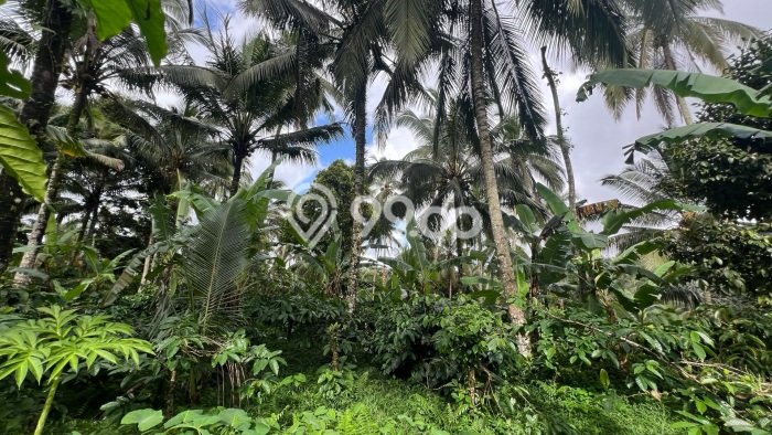Tanah untuk Dijual di Selemadeg Tabanan Luas 9400m2 Tanah untuk Dijual di Selemadeg Tabanan Luas 9400m2