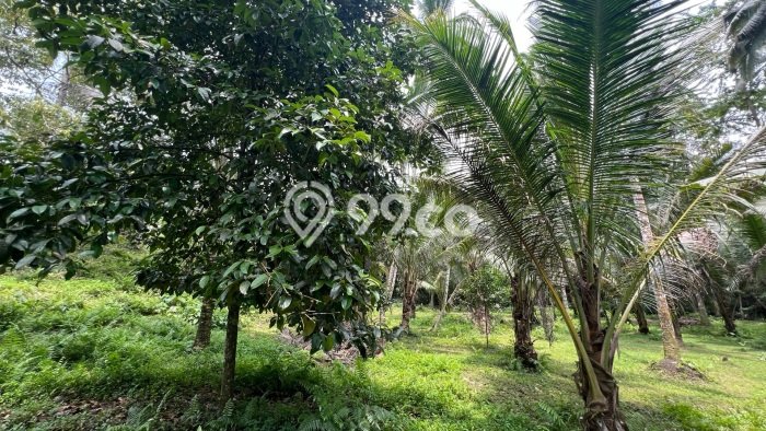 Jual Tanah Kawasan Selemadeg, Luas 5000m2m², Lokasi Strategis, Kontur Datar Jual Tanah Kawasan Selemadeg, Luas 5000m2m², Lokasi Strategis, Kontur Datar