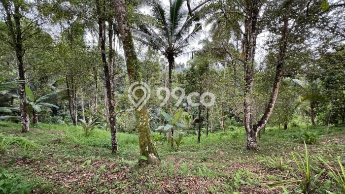 Kavling Tanah Dijual di Selemadeg Tabanan Spesifikasi 3900m2 Kavling Tanah Dijual di Selemadeg Tabanan Spesifikasi 3900m2