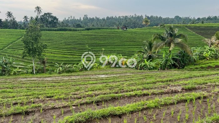 Jarang Ada! Tanah di Selemadeg Punya Luas 2300m2 SHM Jarang Ada! Tanah di Selemadeg Punya Luas 2300m2 SHM