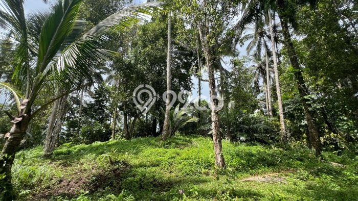 Tanah Kavling di Selemadeg Dijual dengan Luas 6000m2 Tanah Kavling di Selemadeg Dijual dengan Luas 6000m2