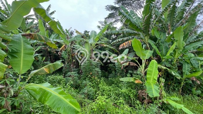 Tanah Dijual Lokasi Kerambitan, Tabanan Luas 3100m2 Legalitas Aman Tanah Dijual Lokasi Kerambitan, Tabanan Luas 3100m2 Legalitas Aman
