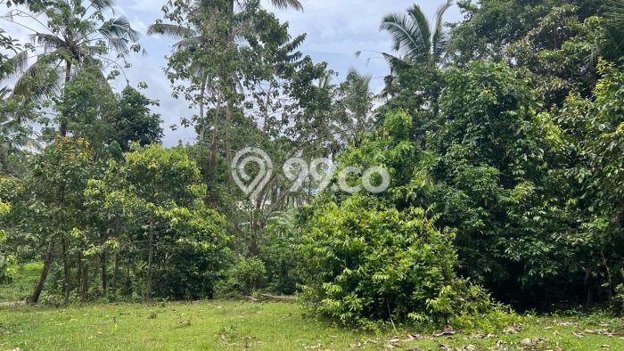 Lahan Investasi Lokasi Selemadeg Tabanan SHM Lahan Investasi Lokasi Selemadeg Tabanan SHM