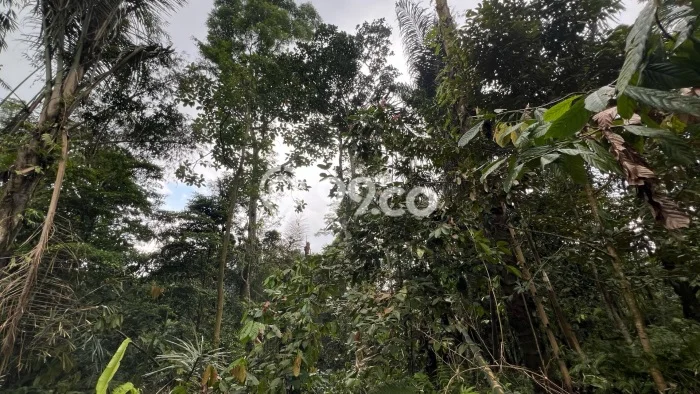 Tanah Area Berkembang Kawasan Penebel, Luas 1400m², Lingkungan Asri, Akses Penebel, Tabanan, Tabanan Tanah Area Berkembang Kawasan Penebel, Luas 1400m², Lingkungan Asri, Akses Penebel, Tabanan, Tabanan