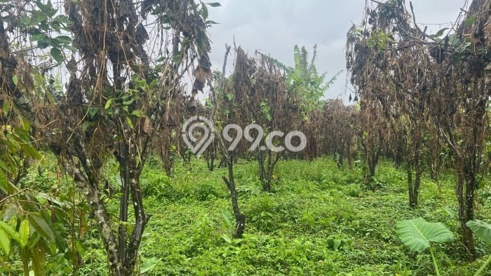Tanah Dijual Lokasi Petang, Badung Luas 1200m2 Legalitas Aman Tanah Dijual Lokasi Petang, Badung Luas 1200m2 Legalitas Aman