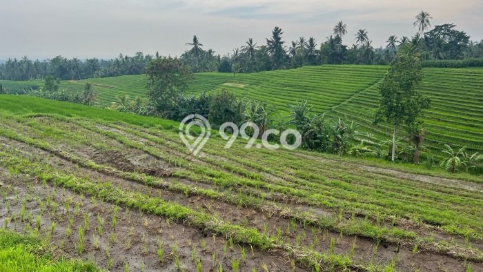 Jarang Ada! Tanah di Selemadeg Punya Luas 2300m2 SHM Jarang Ada! Tanah di Selemadeg Punya Luas 2300m2 SHM