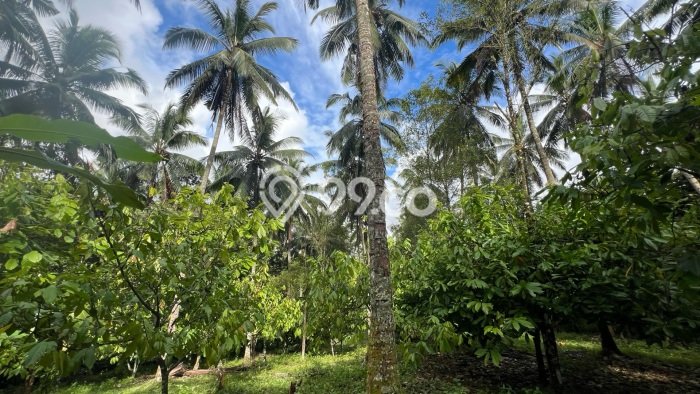 Tanah di Selemadeg, Tabanan Luas 7100m2 Dijual Segera Tanah di Selemadeg, Tabanan Luas 7100m2 Dijual Segera