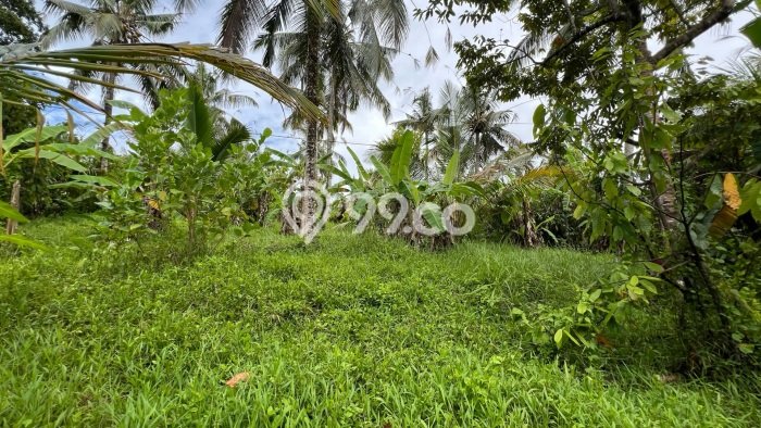 Tanah Dijual Lokasi Selemadeg, Tabanan Luas 7100m2 Legalitas Aman Tanah Dijual Lokasi Selemadeg, Tabanan Luas 7100m2 Legalitas Aman