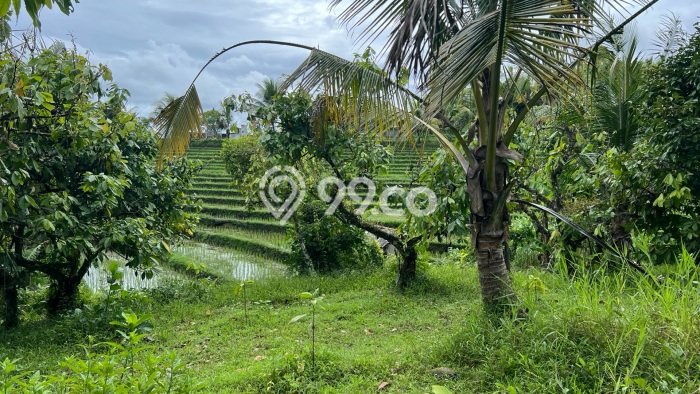 Tanah Dijual Lokasi Selemadeg, Tabanan Luas 7100m2 Legalitas Aman Tanah Dijual Lokasi Selemadeg, Tabanan Luas 7100m2 Legalitas Aman