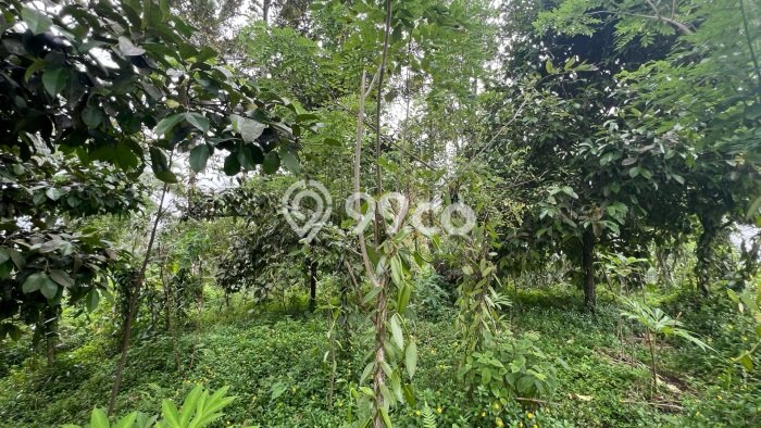 Dijual Tanah Lokasi Penatahan, Tabanan Seluas 8000m2 Dijual Tanah Lokasi Penatahan, Tabanan Seluas 8000m2