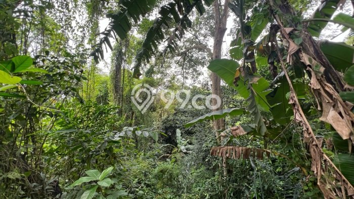 Kavling Tanah Dijual di Kerambitan Tabanan Spesifikasi 1200m2 Kavling Tanah Dijual di Kerambitan Tabanan Spesifikasi 1200m2